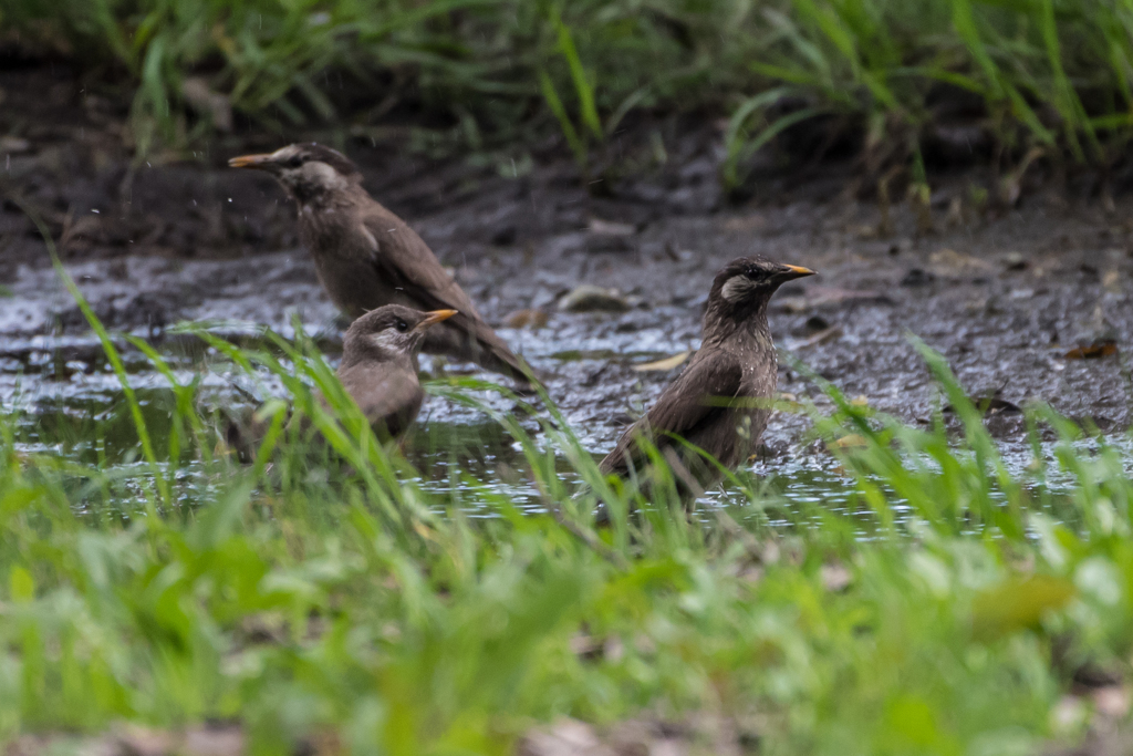ムクドリ　行水