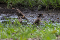 ムクドリ　行水