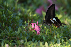 クロアゲハ(よく見るとグロテスク)