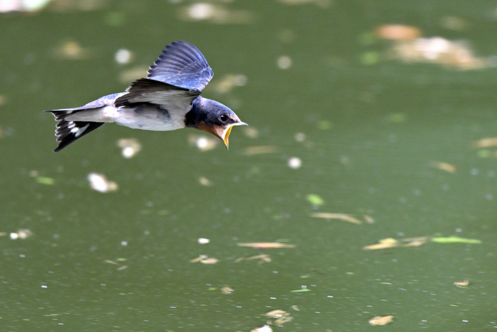 お水が飲みたい！DSC_0496_143