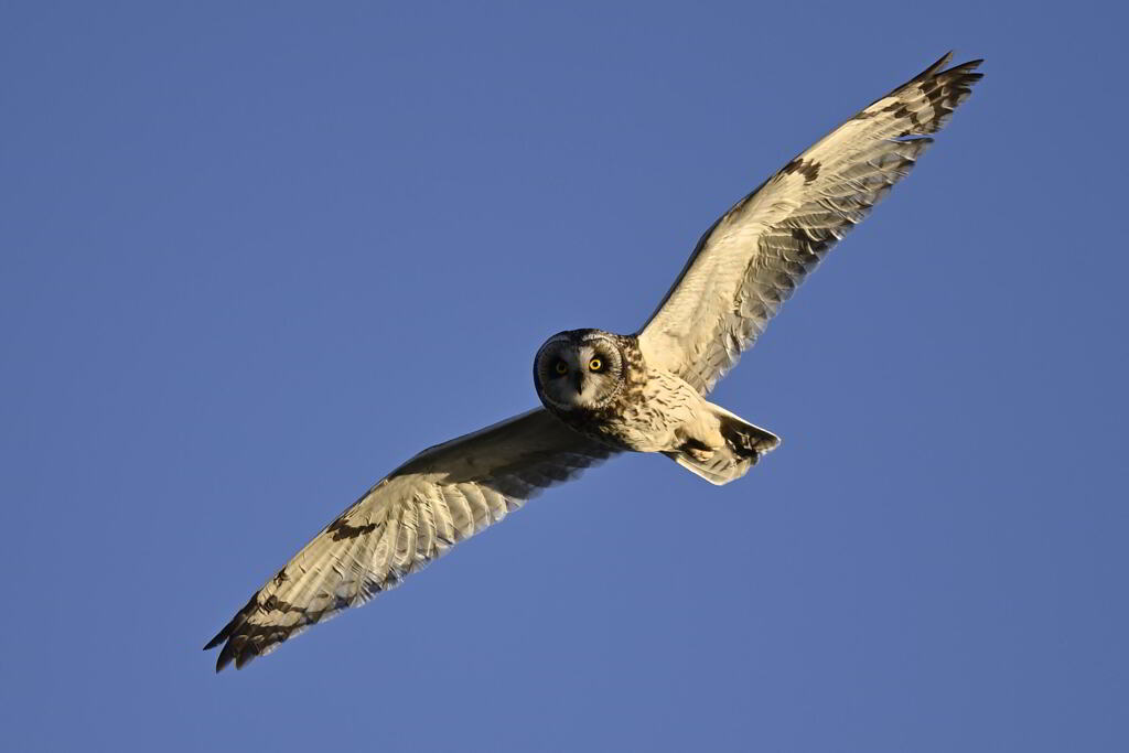 2025_コミミズク005_270