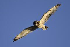 2025_コミミズク005_270