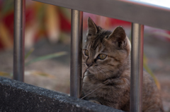 於大公園の猫②