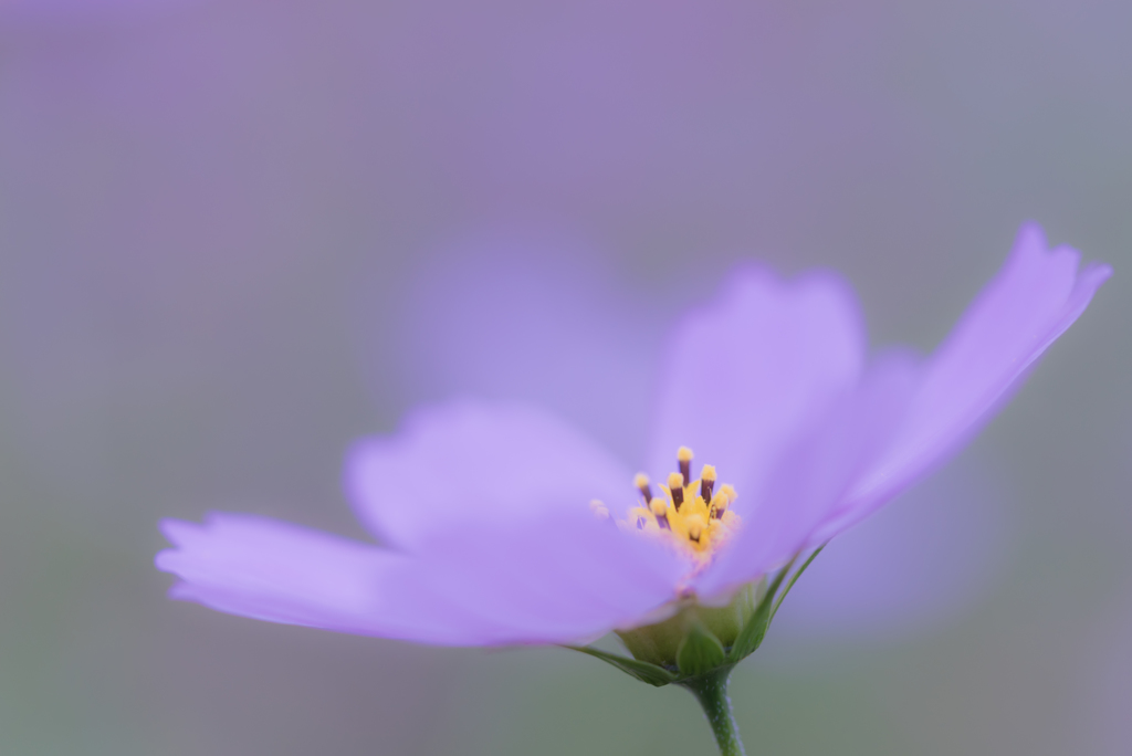 2016年のコスモス2