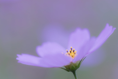 2016年のコスモス2