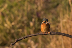 夕日にカワセミ５