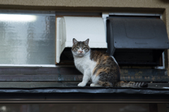 換気扇前で暖を取る