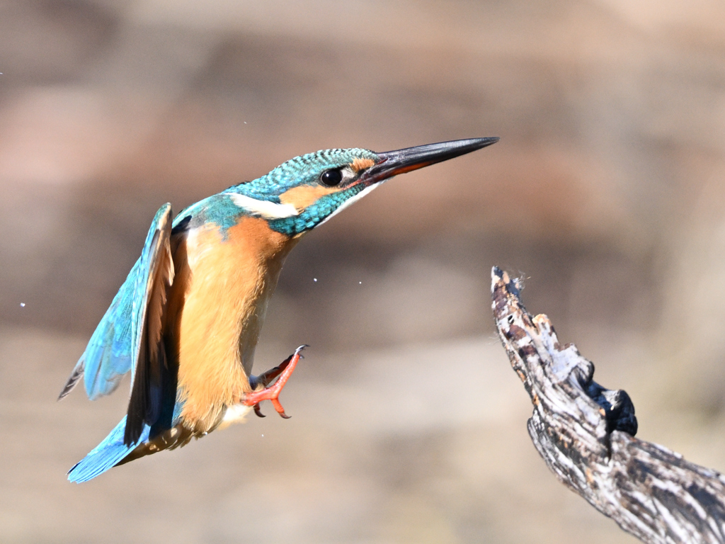 カワセミ_2022_23