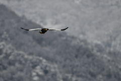 2026_オオワシ002_275