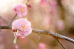 ふんわり　柔らかく