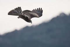鳶　狙いをつけて　03