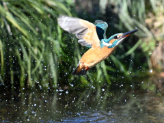 カワセミ_2022_018