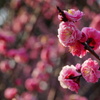 梅の花
