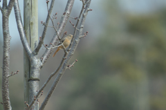 ジョウビタキ♀
