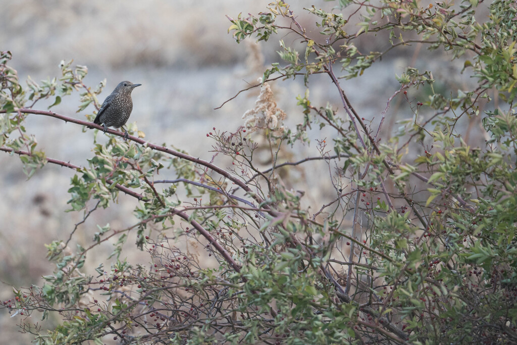 イソヒヨドリの♀