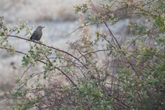 イソヒヨドリの♀