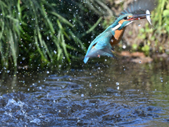 カワセミ_2022_27