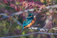 カワセミに紅葉