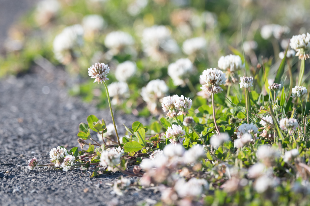 シロツメクサ