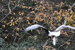 湖北の紅葉_214