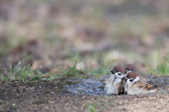 押し競水浴び饅頭