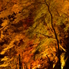 道は紅葉で彩られ