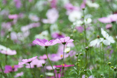 コスモス