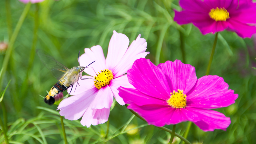 蜜を吸っていないと死んでしまう（別種）