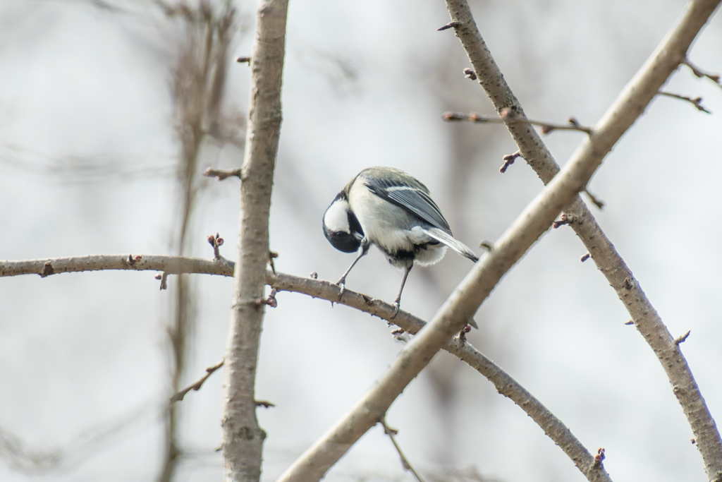 シジュウカラ体操