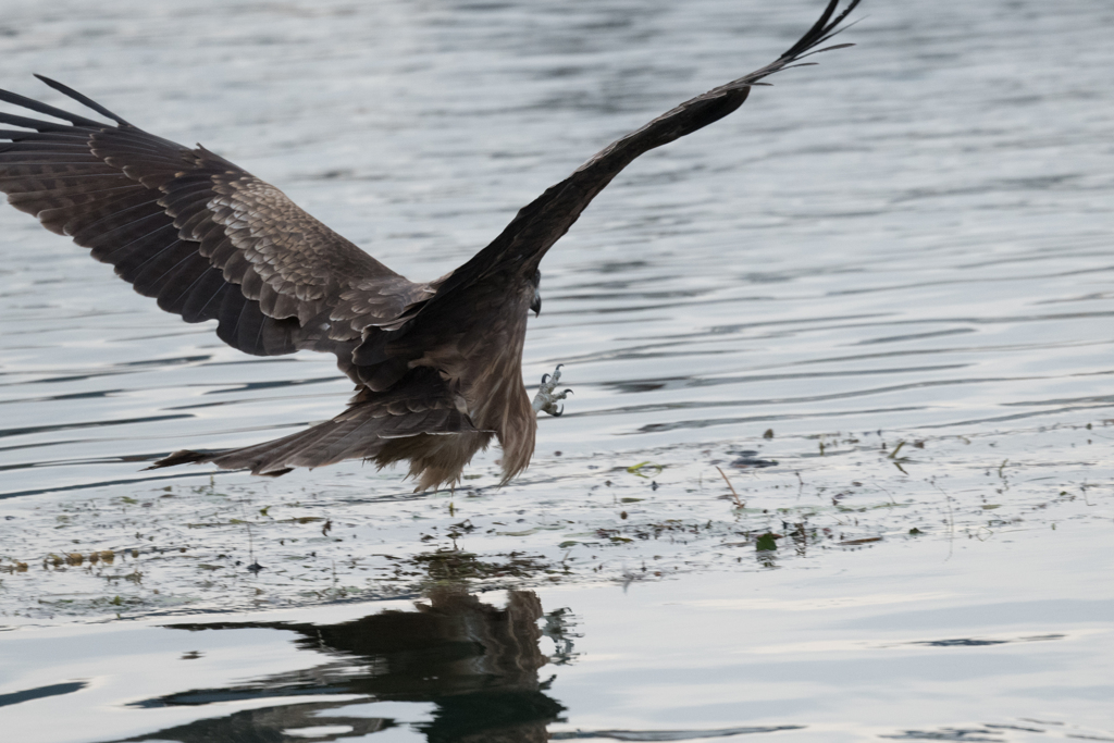 鳶　狙いをつけて　04