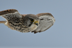 2026_チョウゲン005_283