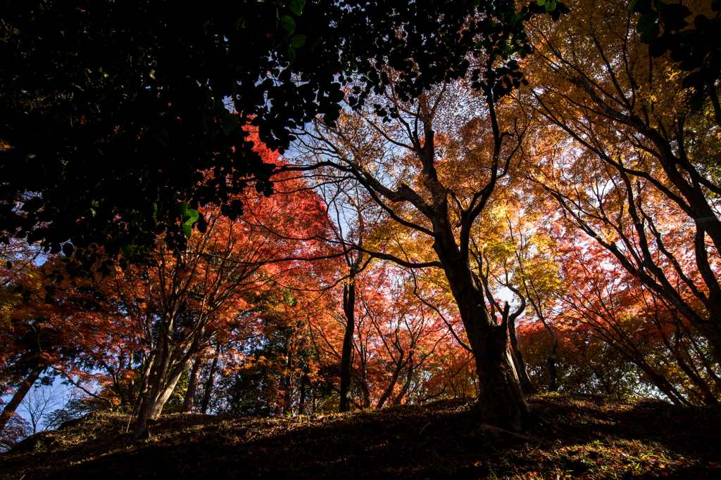 紅葉の中