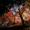 紅葉の中