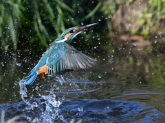 カワセミ_2022_25