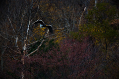 オオワシと紅葉