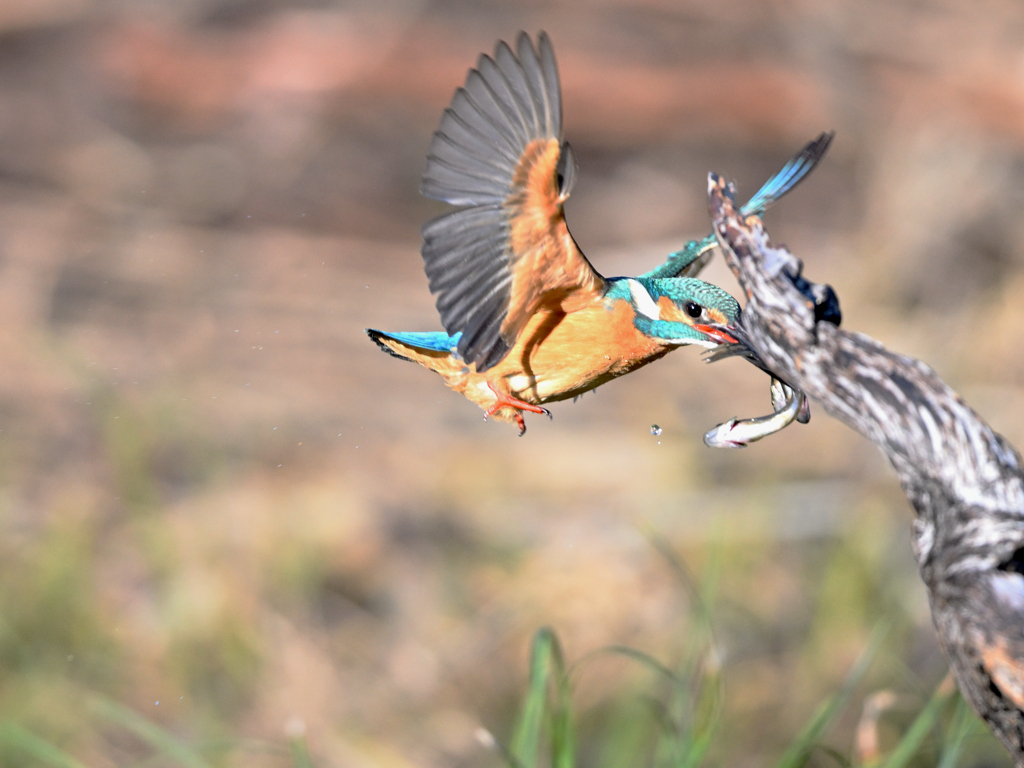 カワセミ_2022_24