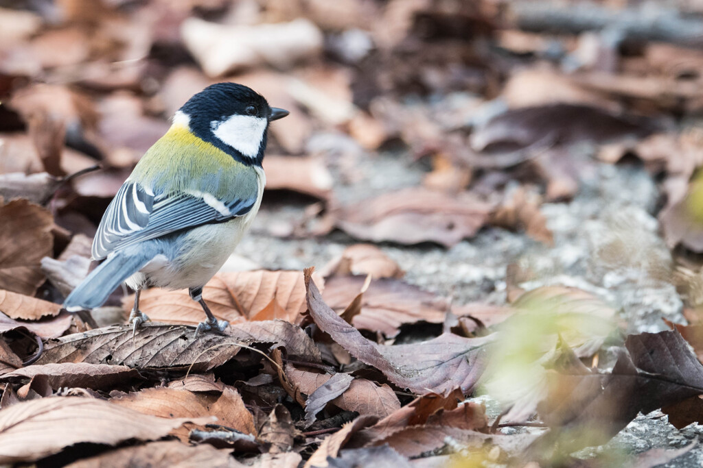 シジュウカラ 001