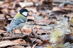 シジュウカラ 001