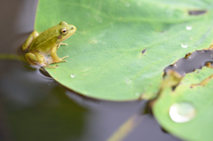 蛙の楽園5