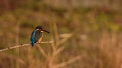 夕日にカワセミ７