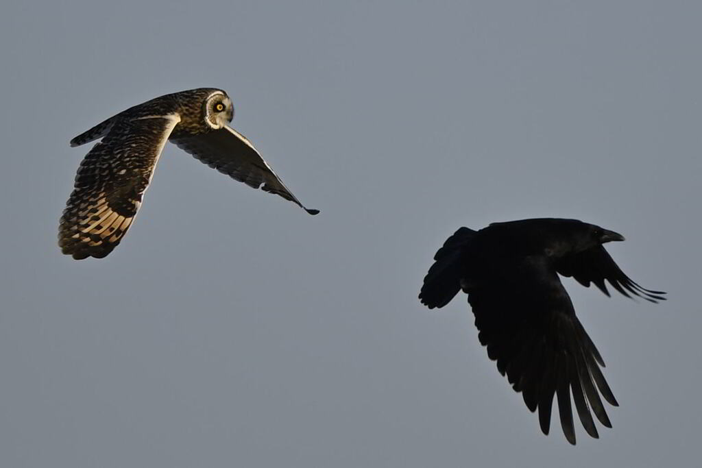 2025_コミミズク008_273