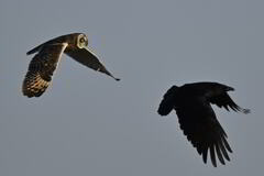 2025_コミミズク008_273