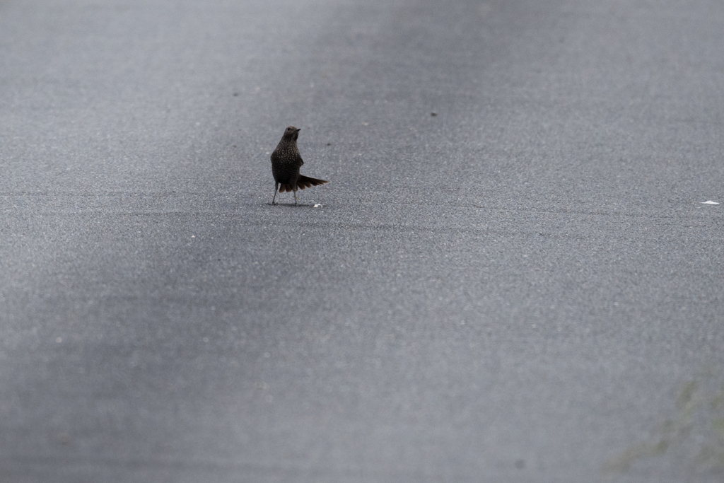直立(イソヒヨドリ♀)