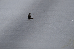 直立(イソヒヨドリ♀)