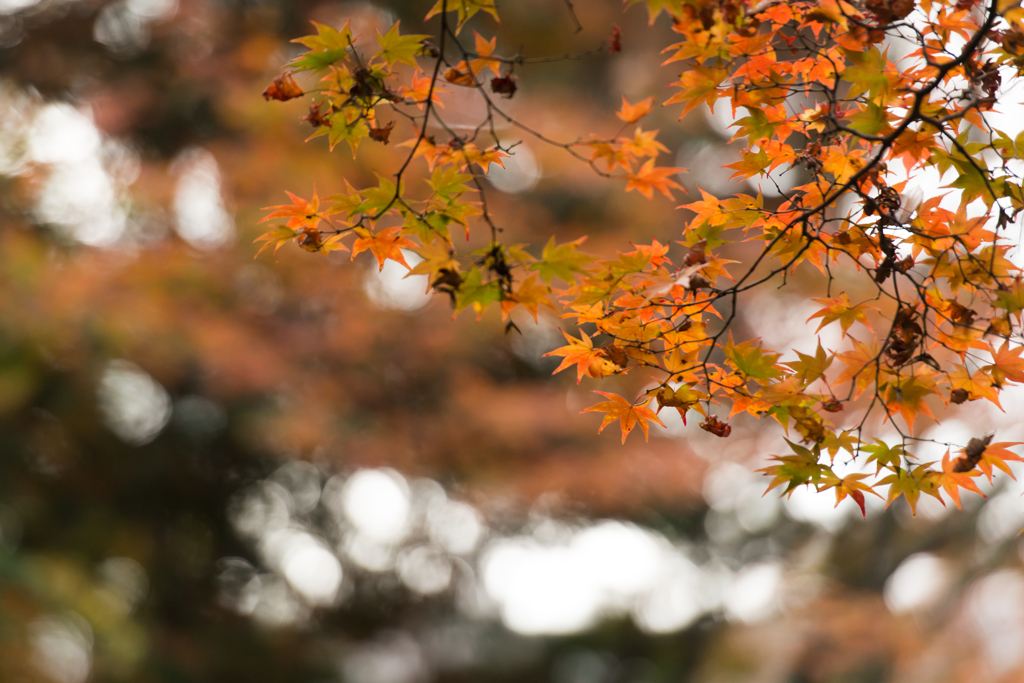 紅葉の終わりに