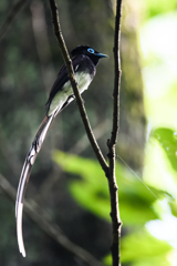 サンコウチョウ　♂