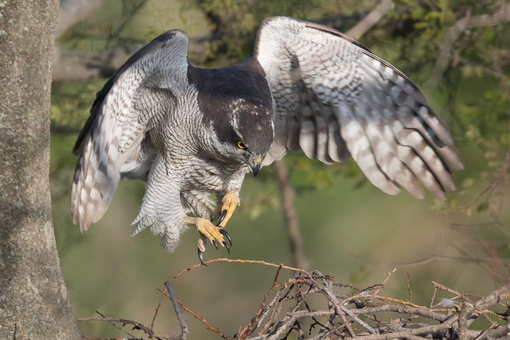 荒ぶるタカのポーズ