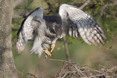 荒ぶるタカのポーズ