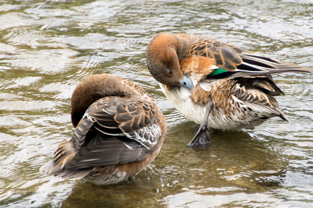 お手入れ真っ最中
