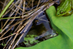 蛙の楽園